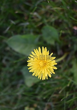 蒲公英,花,雜草