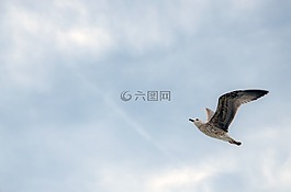 海鷗,鳥,海岸