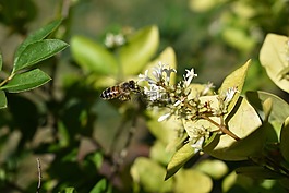 金銀花,蜜蜂,花粉