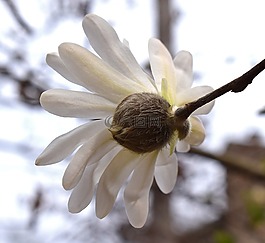 从后星玉兰,玉兰,树