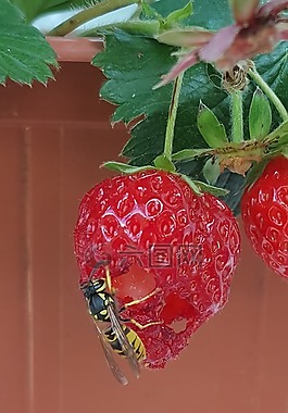 黃蜂,昆蟲,草莓
