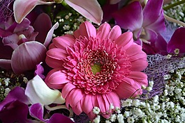 非洲菊,花,粉紅色