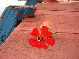 花卉,墮落,鏡像