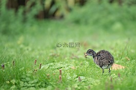 鴨,雞,年輕的動物