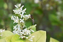 蜜蜂,花,金銀花