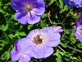 蜜蜂,花,紫