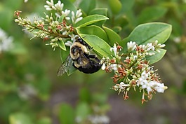 蜜蜂,熊蜂,花