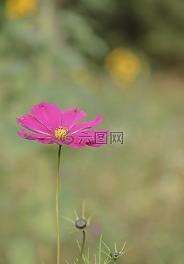 報春花,月見草,花
