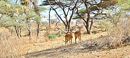 自然,野生動(dòng)物園,樹(shù)