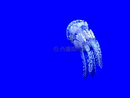 海蜇,水,動物