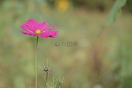 報春花,月見草,花