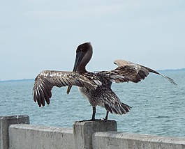 鳥(niǎo),羽毛,自然