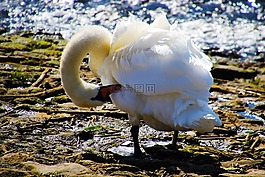 天鵝,自然,鳥