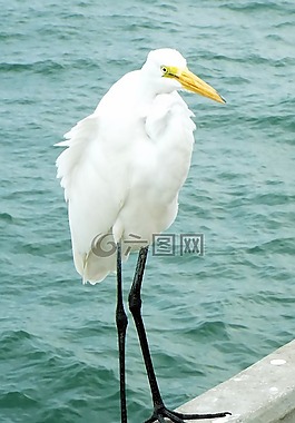 鳥,羽毛,水禽
