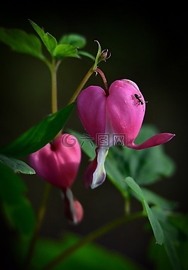 鮮花,性質,野花