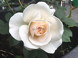 玫瑰,開花,粉紅色的玫瑰