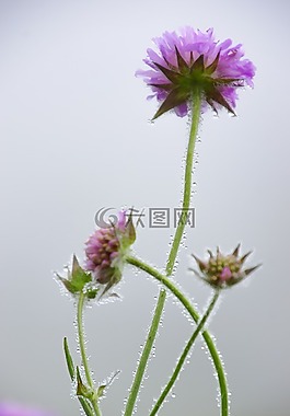 花,草,性質(zhì)