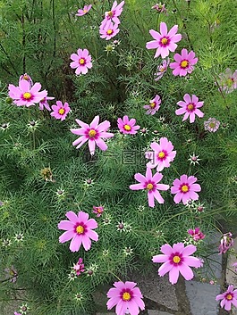 鮮花,粉紅色,綠色