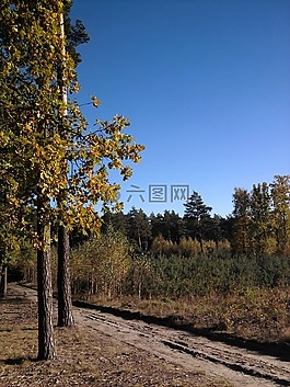 森林,葉子,葉