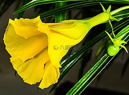 開(kāi)花,花,黃色