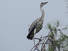 鷺,蒼鷺,鳥