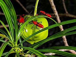 甲蟲(chóng),紅色,爬