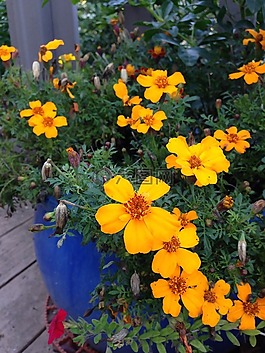 鲜花,夏天,花园