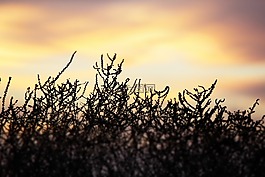 日落,植物,黑