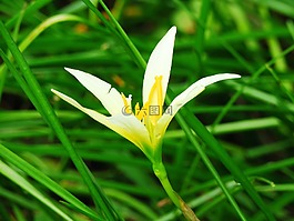 花,新鮮,自然
