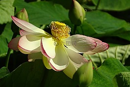 花,蓮花,廠