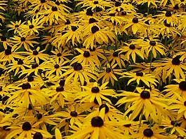 太陽帽子,黃色,黃色 coneflower