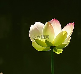 花,蓮花,廠