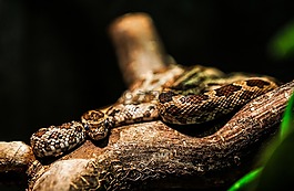 蛇,動(dòng)物園,動(dòng)物