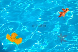 葉子,葉,秋天的顏色