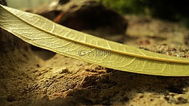 性質(zhì),葉子,土地