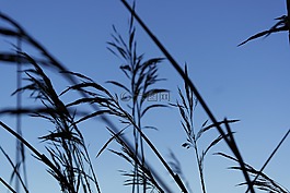里德,海濱,水