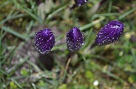 花,春,季節(jié)