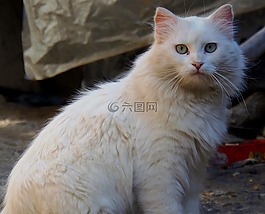 貓,弗利納,晶須