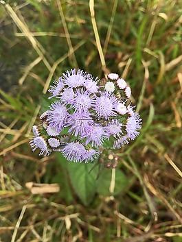 花,植物,自然