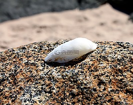 殼,海貝殼,石
