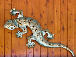 證件,蜥蜴,爬行動(dòng)物