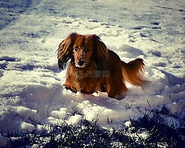 臘腸,冬天,雪