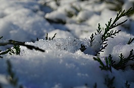 冬天,雪,灌木