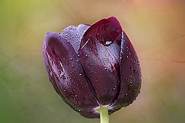 郁金香,紫,開花