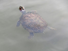 烏龜,游泳,浮動(dòng)