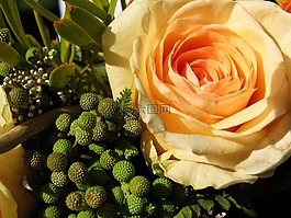 花卉,植物,花束