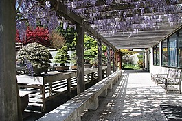 公園,夏天,植物