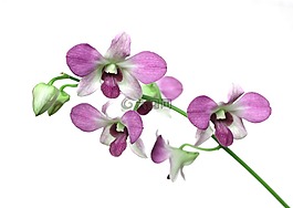 蘭花,花,植物區(qū)系