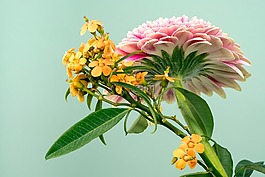 綠色,葉,花