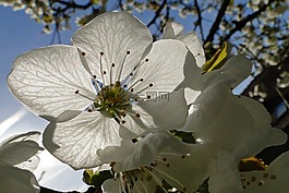 花,櫻桃,白